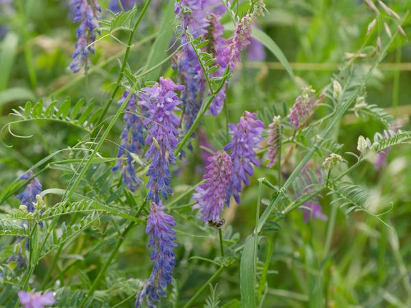<h3><a href="/trips/braakman/biota/plantae/tracheophyta/magnoliopsida/fabales/fabaceae/vicia cracca/vicia cracca-nl.html">Vicia&nbsp;cracca</a> / Tufted&nbsp;vetch / Vogelwikke</h3>OM-1 Mark II met OLYMPUS M.150-400mm F4.5 TC, 1/2000 sec  bij F5.6, ISO 1000, afstand 2.60&nbsp;m